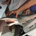 Shark Fishing Panama City Beach - PCB Fishing Charters