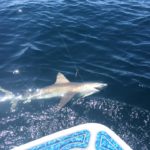 shark fishing panama city beach