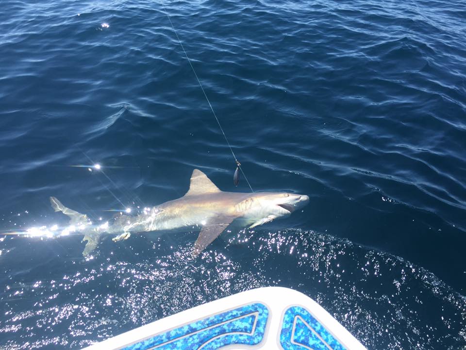 shark fishing panama city beach